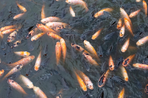 Peixe tilápia vermelho na lagoa