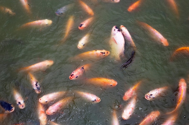 Peixe tilápia vermelho na lagoa