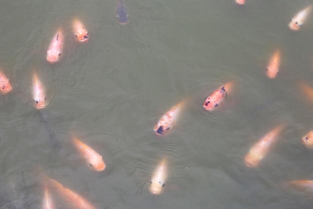 Peixe tilapia vermelho na lagoa