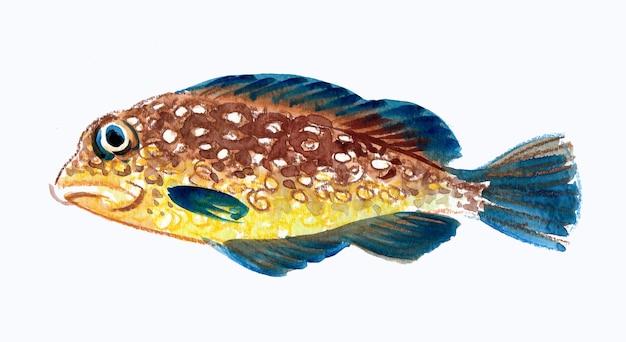 Peixe tropical. Desenho a tinta e aguarela