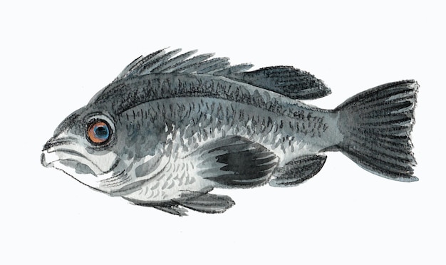 Peixe tropical. Desenho a tinta e aguarela