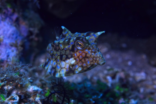 peixe vaca subaquática / cena subaquática de peixes pequenos exóticos, recife de coral no oceano, peixe crani