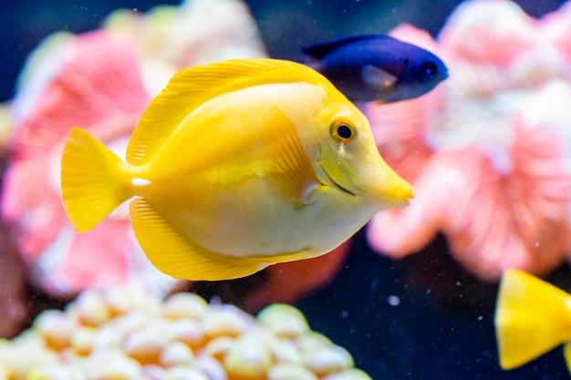 Peixe-vela amarelo zebrasoma