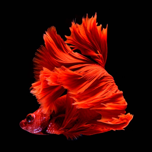 Foto peixe vermelho de combate.