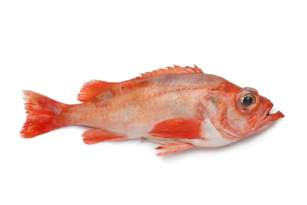 Peixe-vermelho fresco isolado em fundo branco