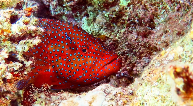 Peixe vermelho grande no Mar Vermelho, Eilat, Israel.