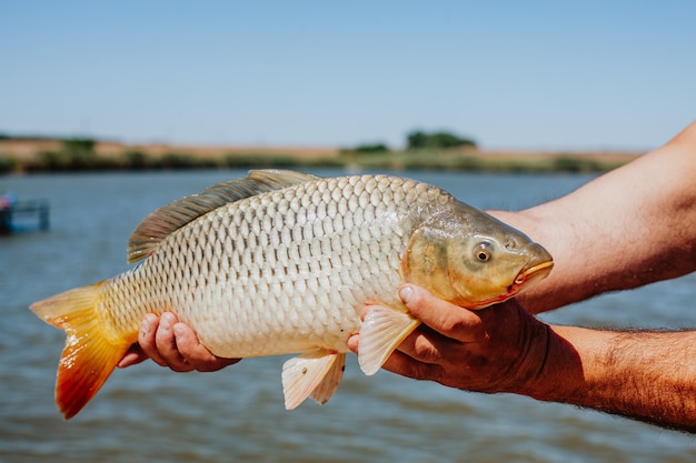 Peixe vivo nas mãos de um homem no fundo do rio