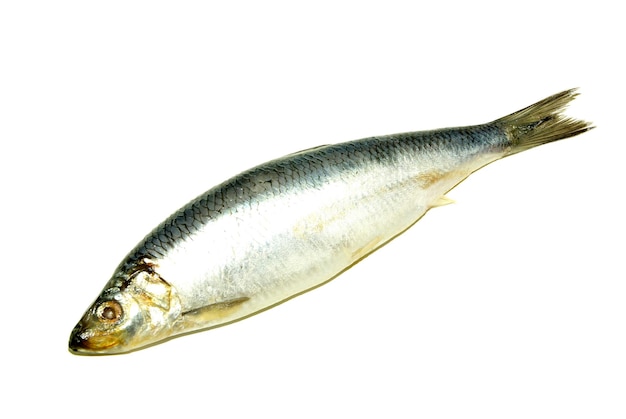 Peixe