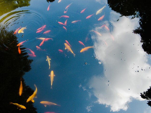 Foto peixes a nadar na água