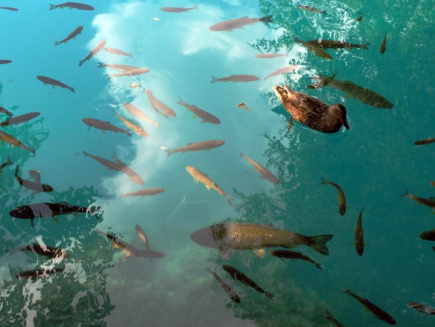 Foto peixes a nadar na água