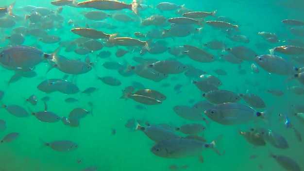 Foto peixes a nadar no mar