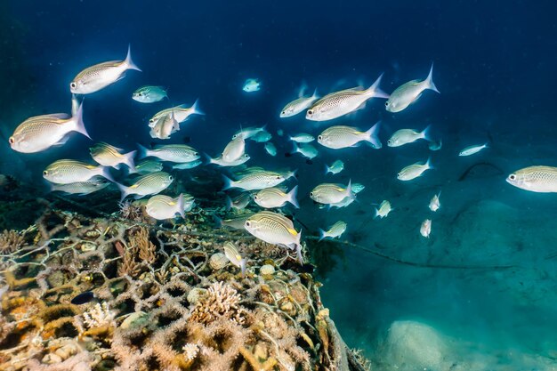 Peixes a nadar no mar