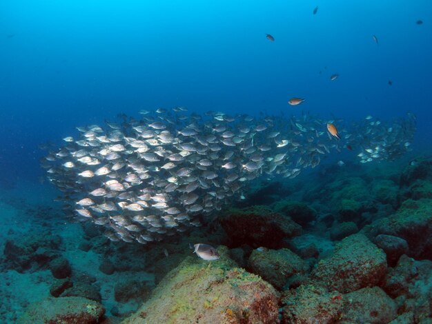 Foto peixes a nadar no mar