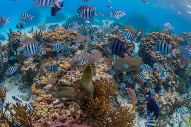 Peixes a nadar no mar