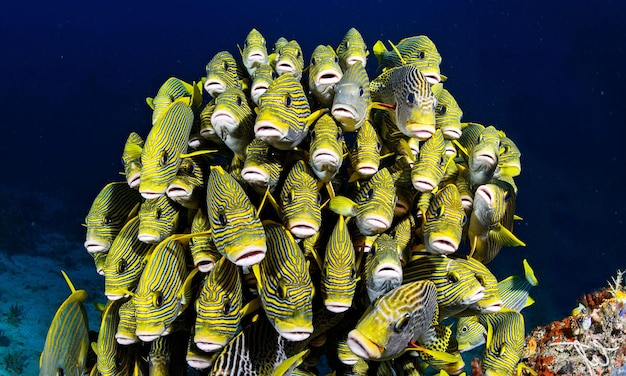 Foto peixes a nadar no mar