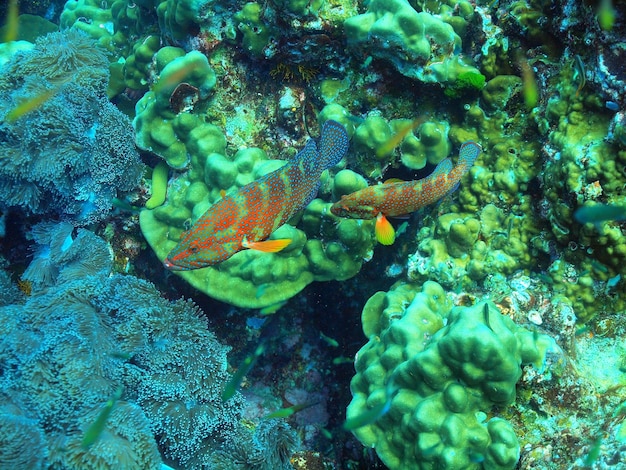 Foto peixes a nadar no mar