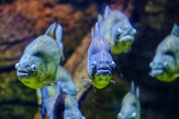 Peixes a nadar no mar