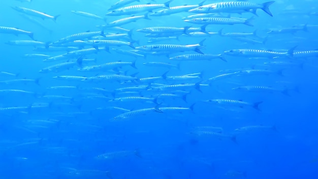 Foto peixes a nadar no mar