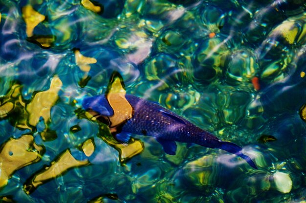 Foto peixes a nadar no mar