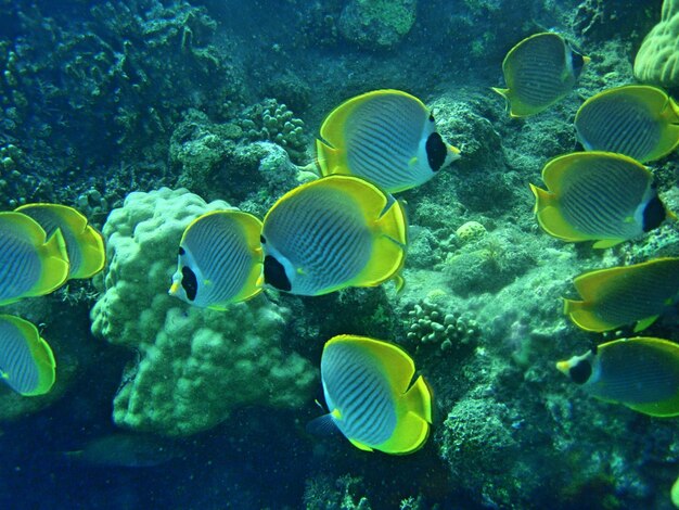 Foto peixes a nadar no mar