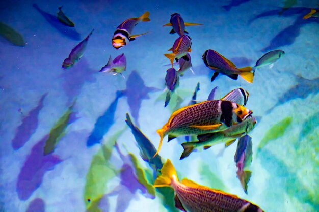 Foto peixes a nadar no mar