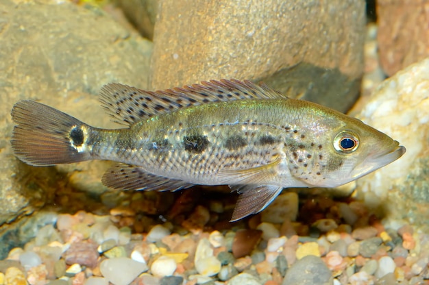 Peixes a nadar no mar