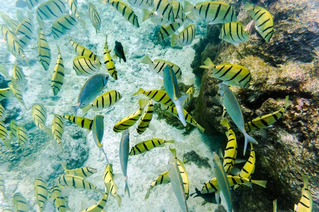 Peixes a nadar no mar