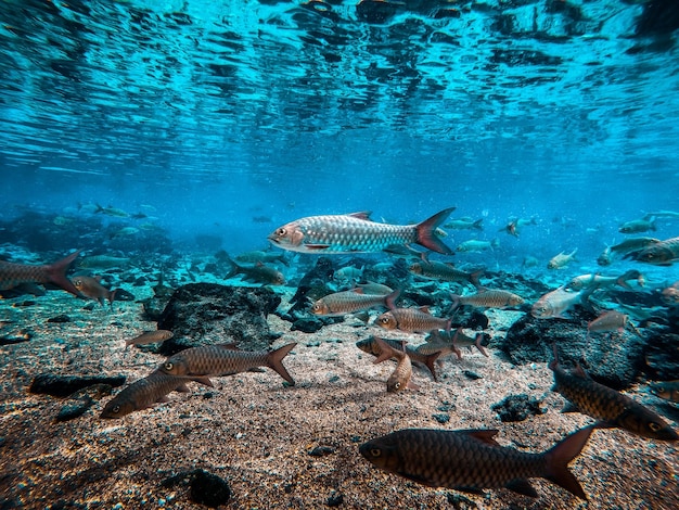 Peixes a nadar no mar