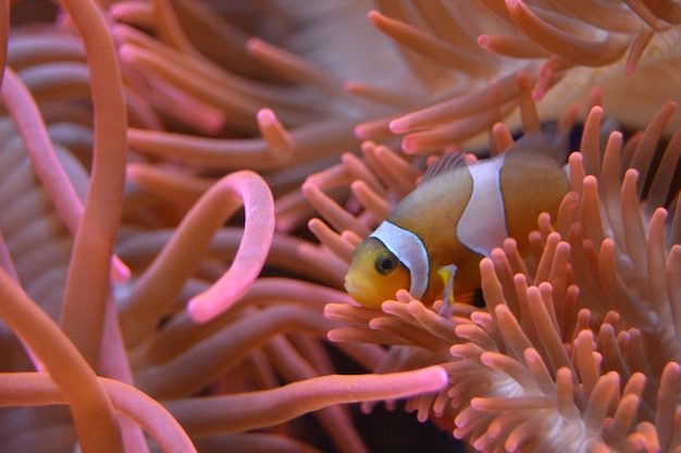 Foto peixes a nadar num aquário