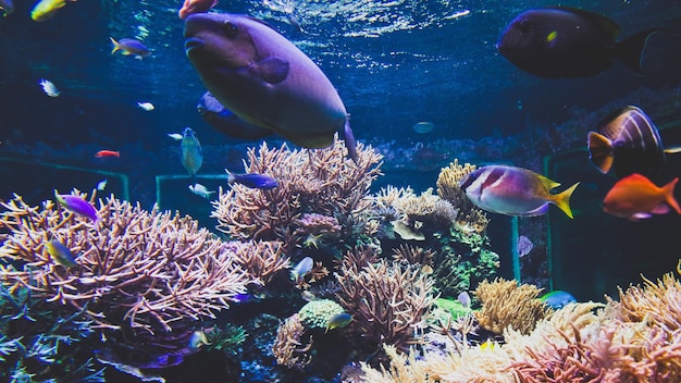 Peixes a nadar num aquário