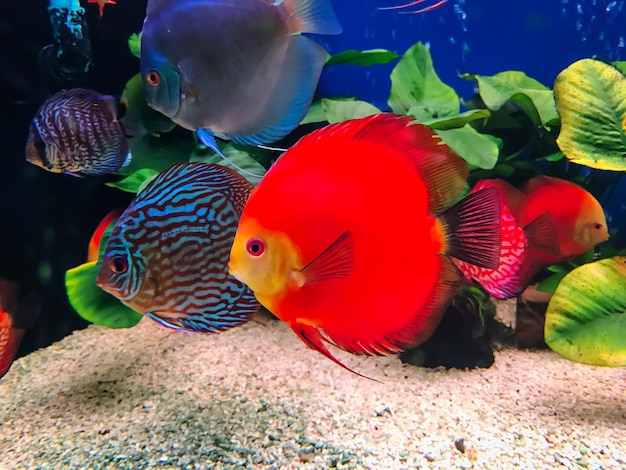 Foto peixes a nadar num aquário