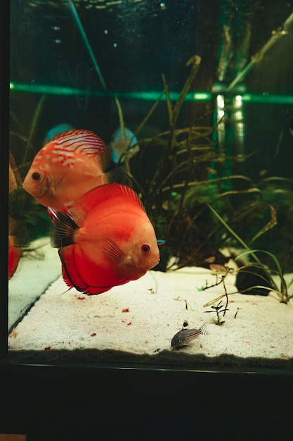 Foto peixes a nadar num aquário