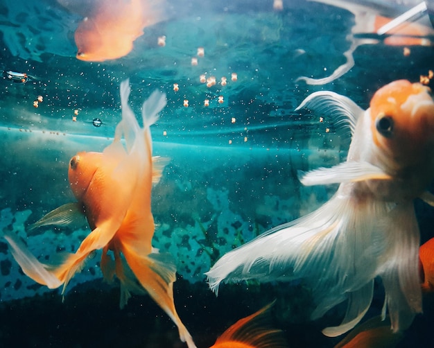 Peixes a nadar