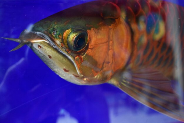 Peixes amarelos estão nadando na água