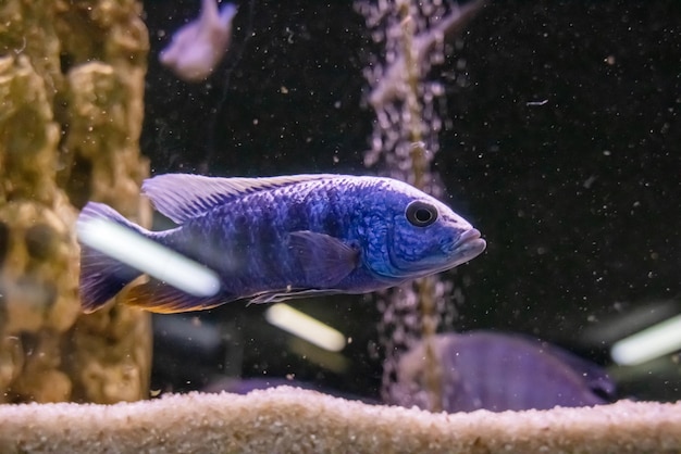 Peixes azuis na água escura do aquário