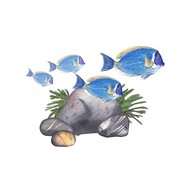 Peixes azuis tropicais nadam perto de rochas e algas isoladas em uma ilustração em aquarela branca de animais