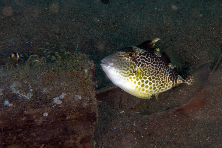 Foto peixes bebês na areia debaixo d'água