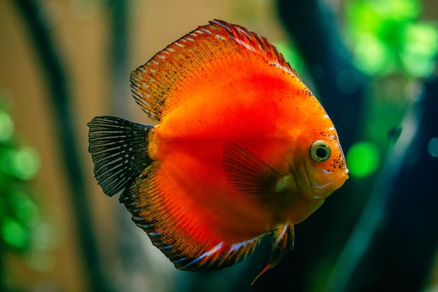 Foto peixes coloridos do disco vermelho marlboro