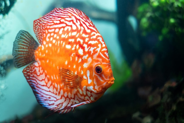 Peixes coloridos do pompadour do disco estão nadando no tanque de peixes Symphysodon aequifasciatus é ciclídeos americanos nativos do rio Amazonas América do Sulpopular como peixes de aquário de água doce