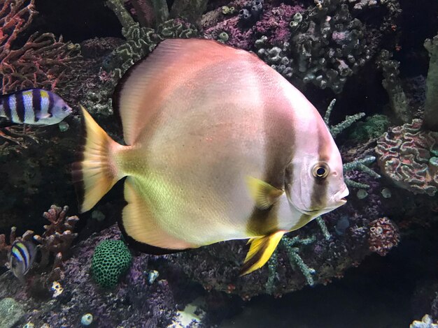 Peixes coloridos nadam em um recife de coral no Mar Vermelho