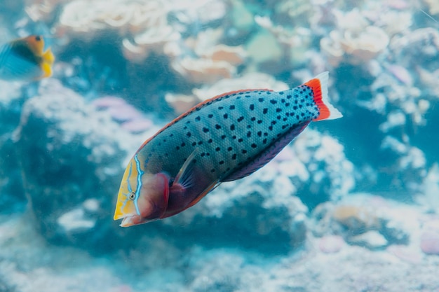 Peixes coloridos tropicais sob um mar limpo