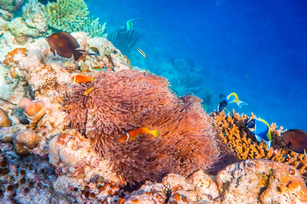 Peixes de água salgada tópicos, peixe-palhaço - Anemonefish. Maldivas - recife de coral do oceano. Aviso - tiro autêntico debaixo d'água em condições desafiadoras. Um pouco granulado e talvez borrado.