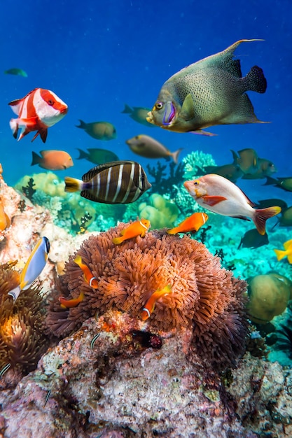Foto peixes de água salgada tópicos, peixe-palhaço - recife de corais nas maldivas, anemonefish