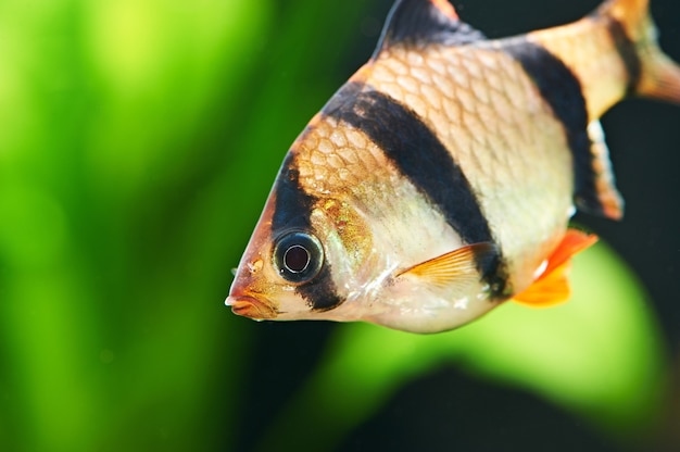 Peixes de aquário - barbus puntius tetrazona em aquário