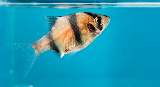 Peixes de aquário, close-up