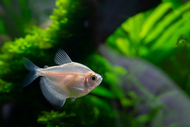 Peixes de aquário pequeno no aquário