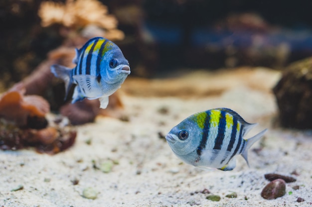 Peixes de aquário - sargento major ou pãntano. abudefduf saxatilis.