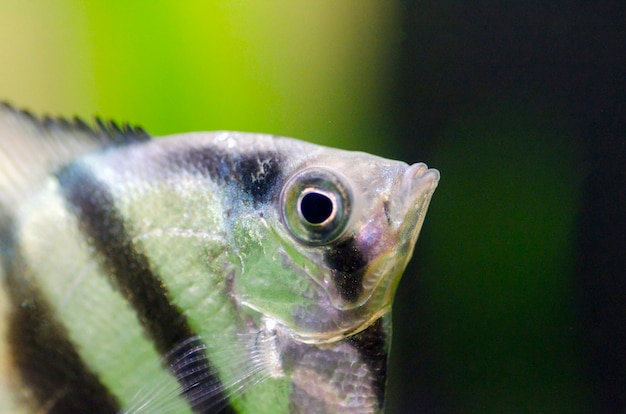 Peixes de aquário Scalare