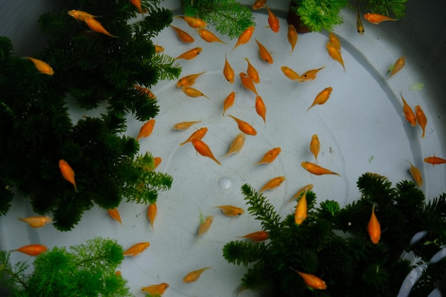 Peixes de bebê laranja na lagoa. molly fish é um peixe aquático de água doce. poecilia sphenops. algas frescas