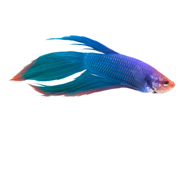 Foto peixes de combate coloridos ou peixes de sião